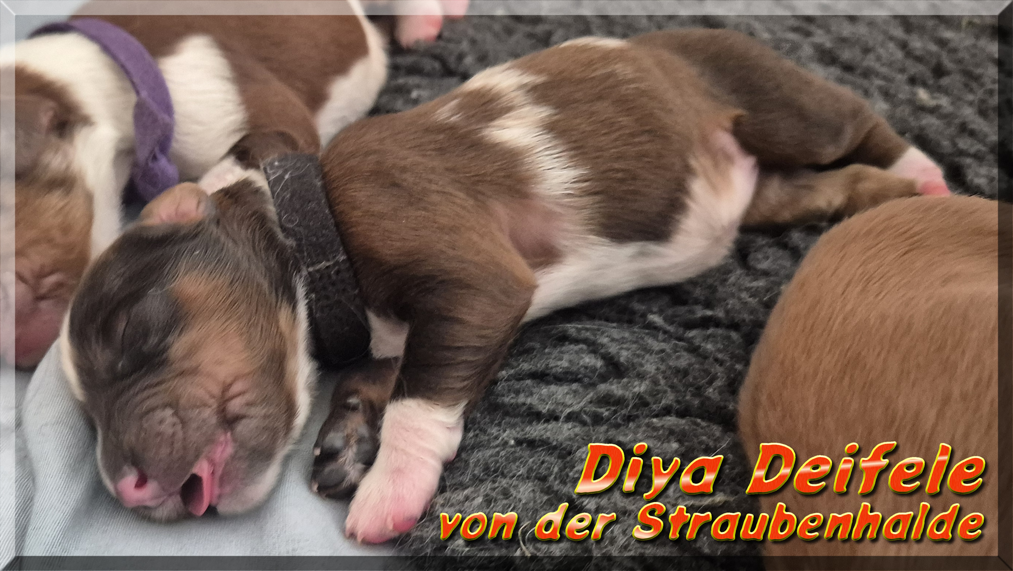 Diya Deifele von der Straubenhalde